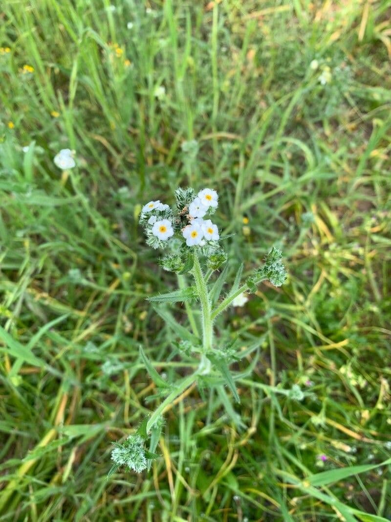 Cryptantha 10