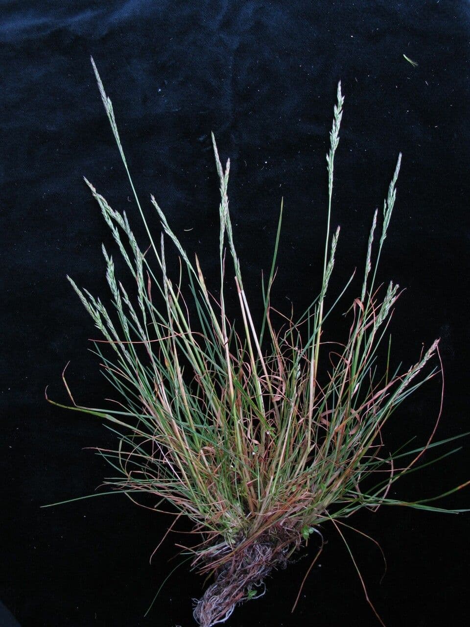 Mikołek 2