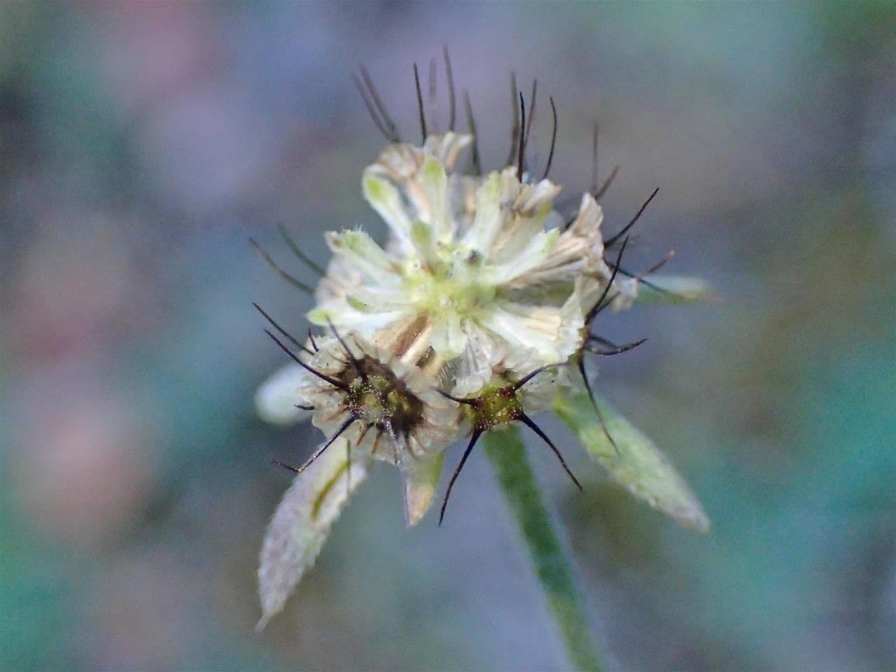 Vedovina cinerea 3