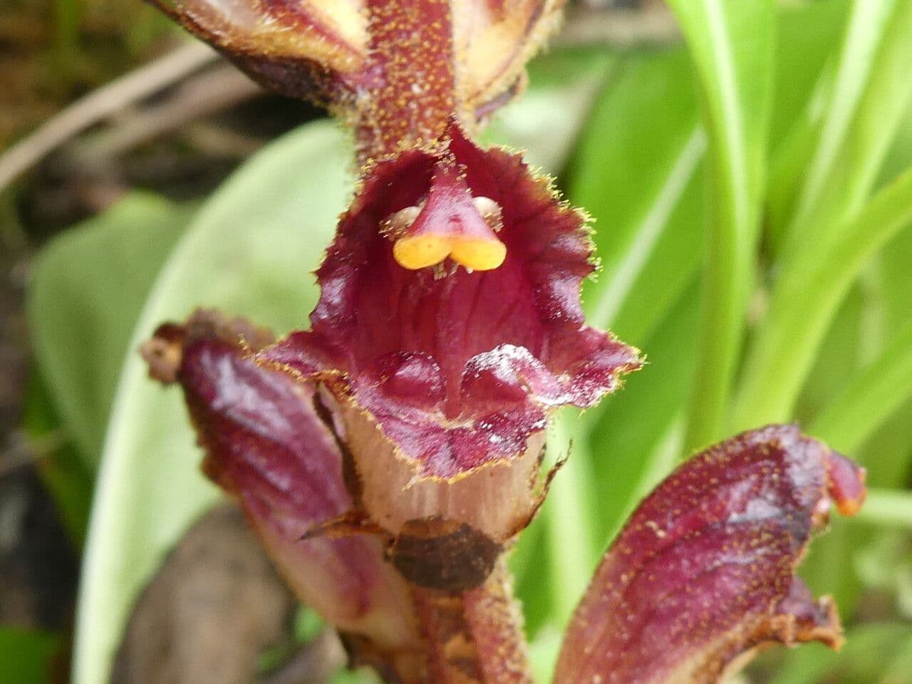Succiamele gracile 7