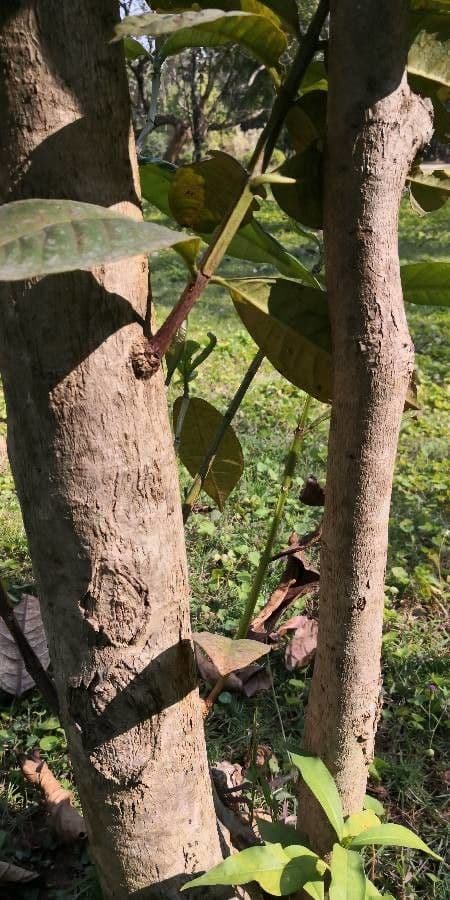 Syzygium 4
