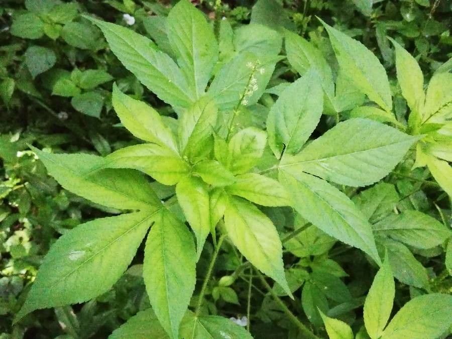 Croton lobato 17