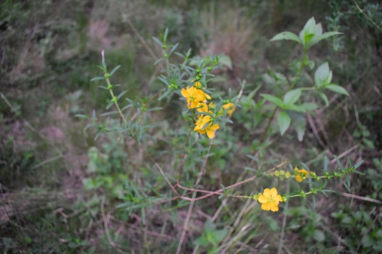 Heimia salicifolia 13