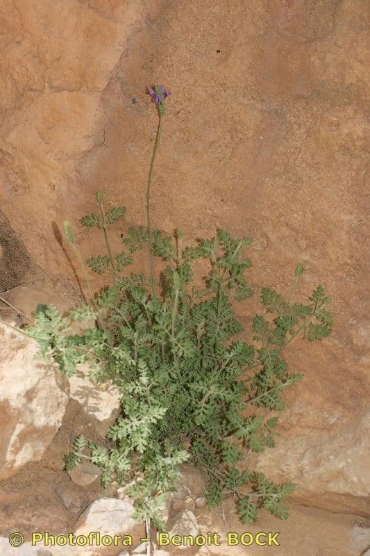 Lavanda 9