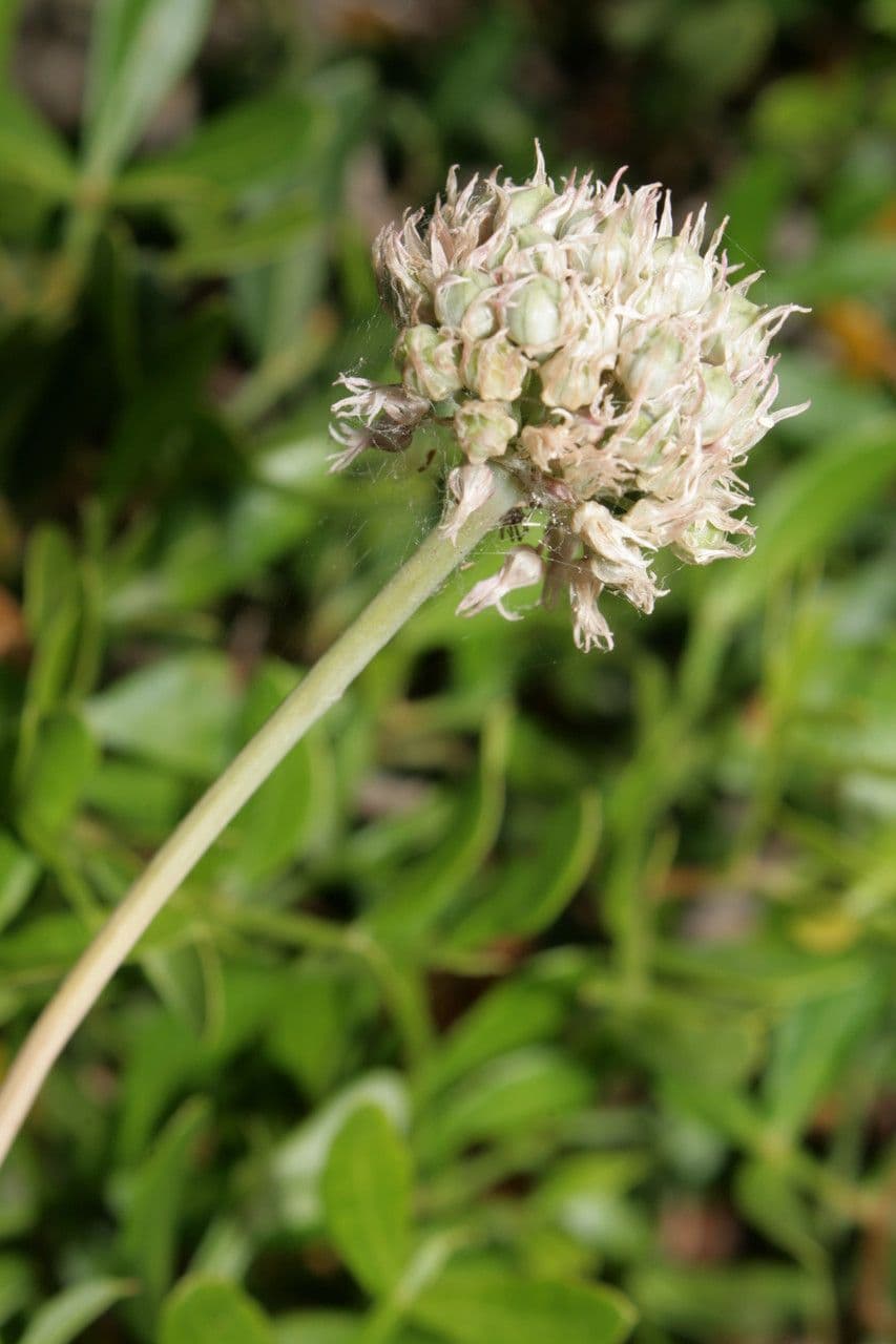 Aglio