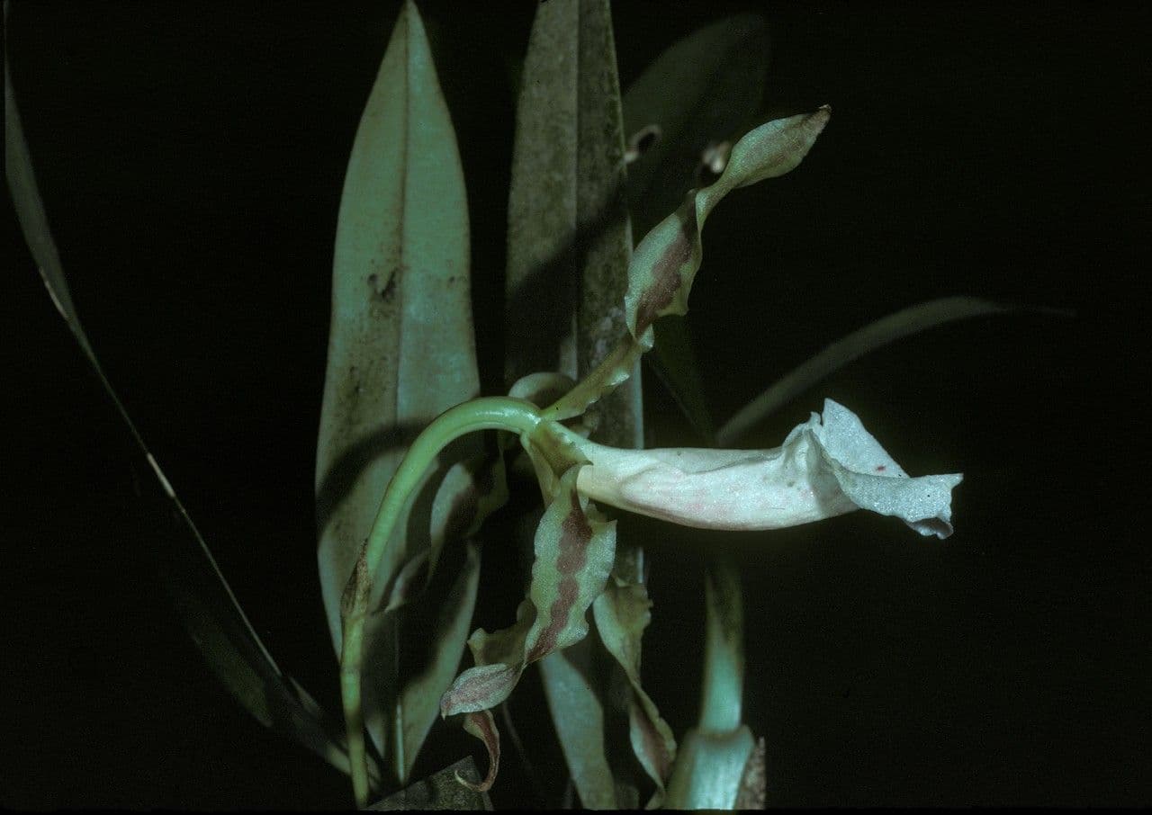 Orchidea 2