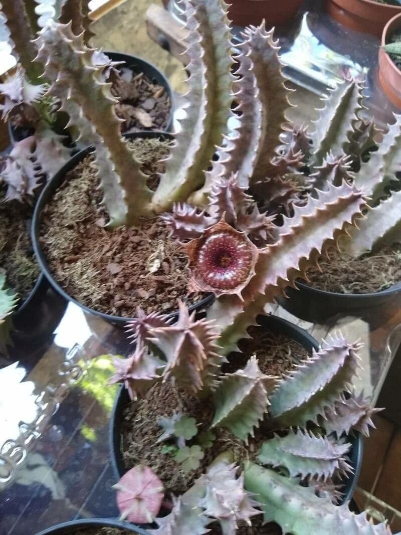 Huernia