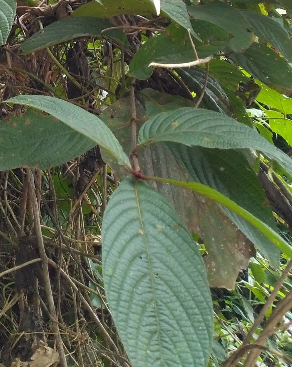 Mussaenda pubescente 10