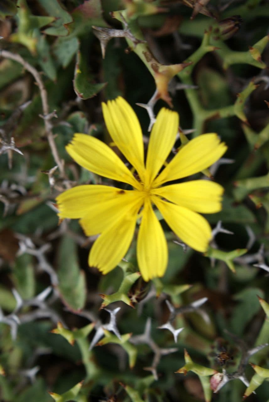 Launaea cervicornis 4