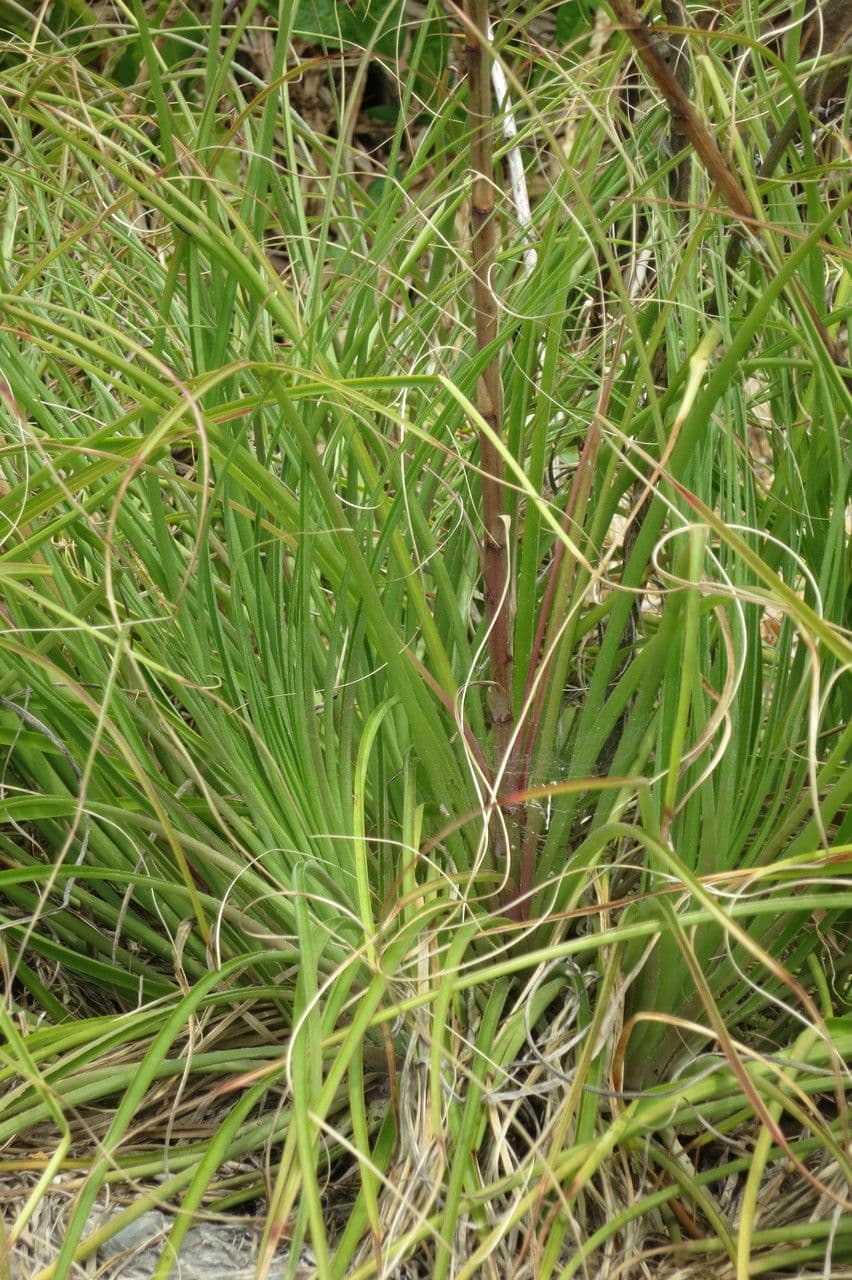 Puya
