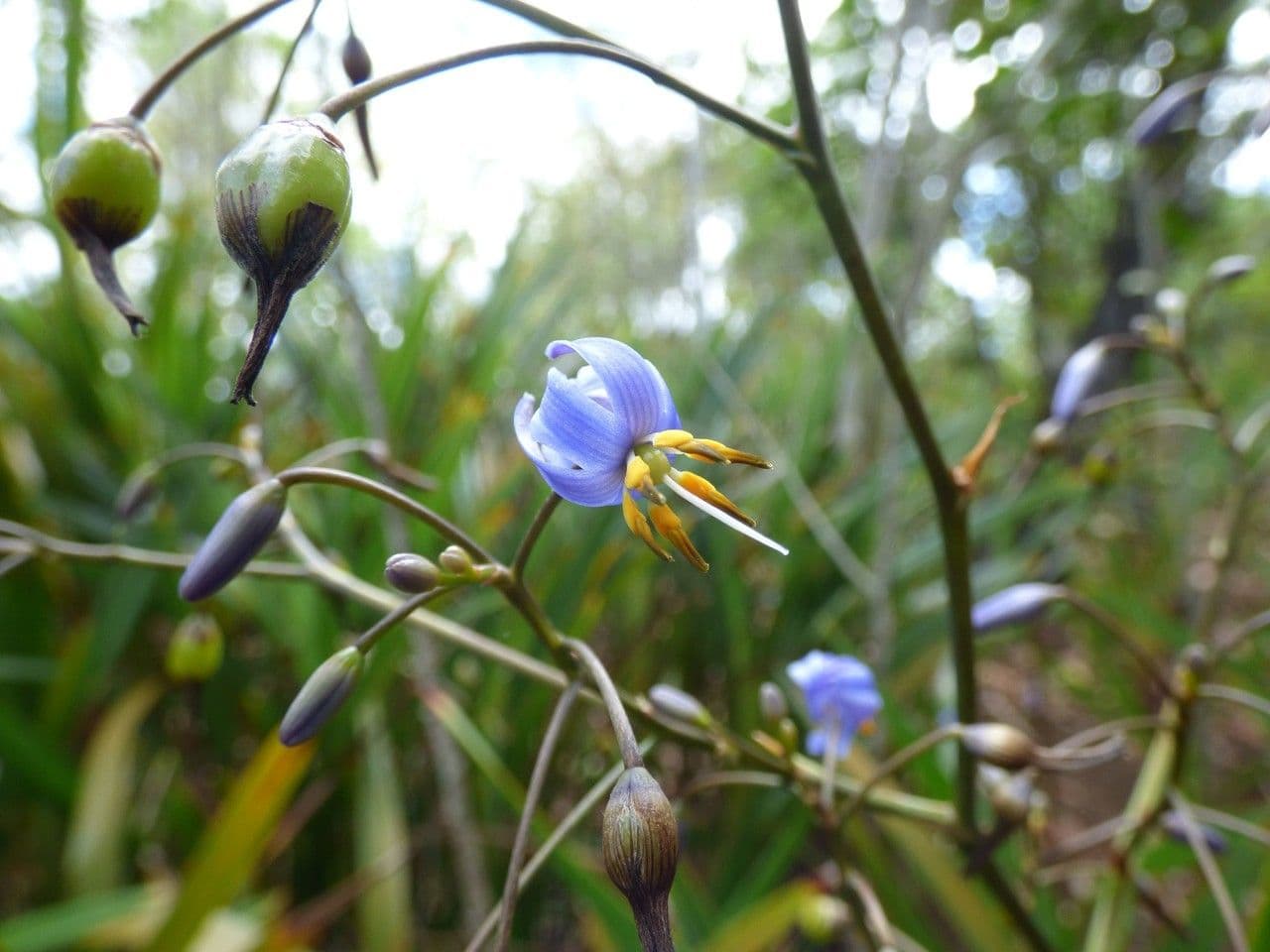 Dianella modrá 7