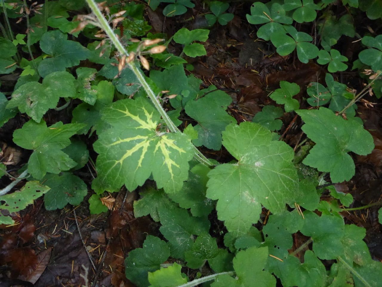 Tiarella trifoliata 12