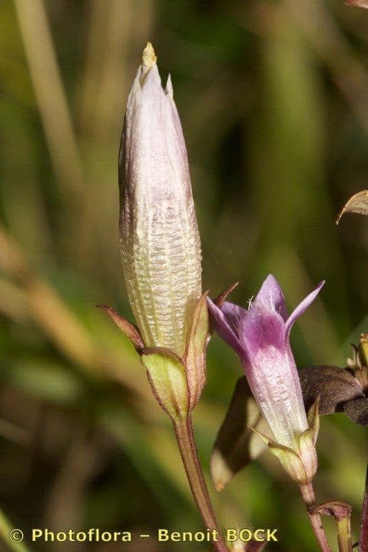 Genziana tedesca 5