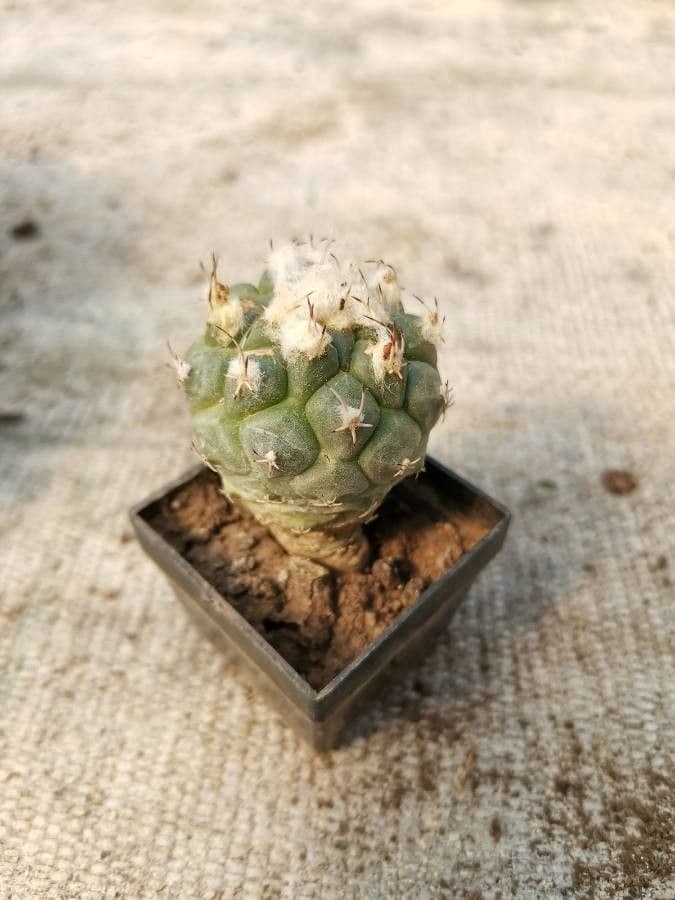 Turbinicarpus 6