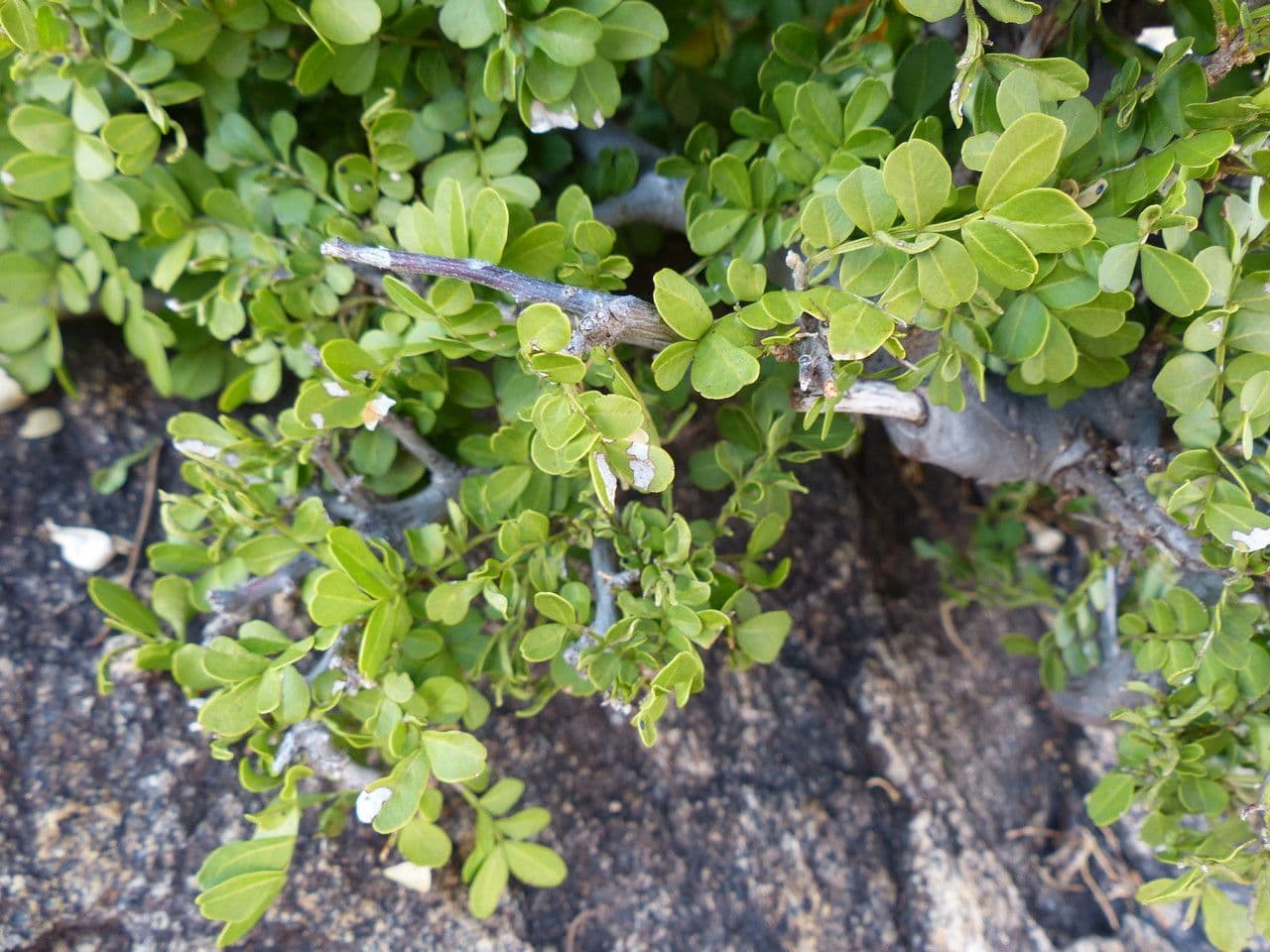 Haplocoelum 2