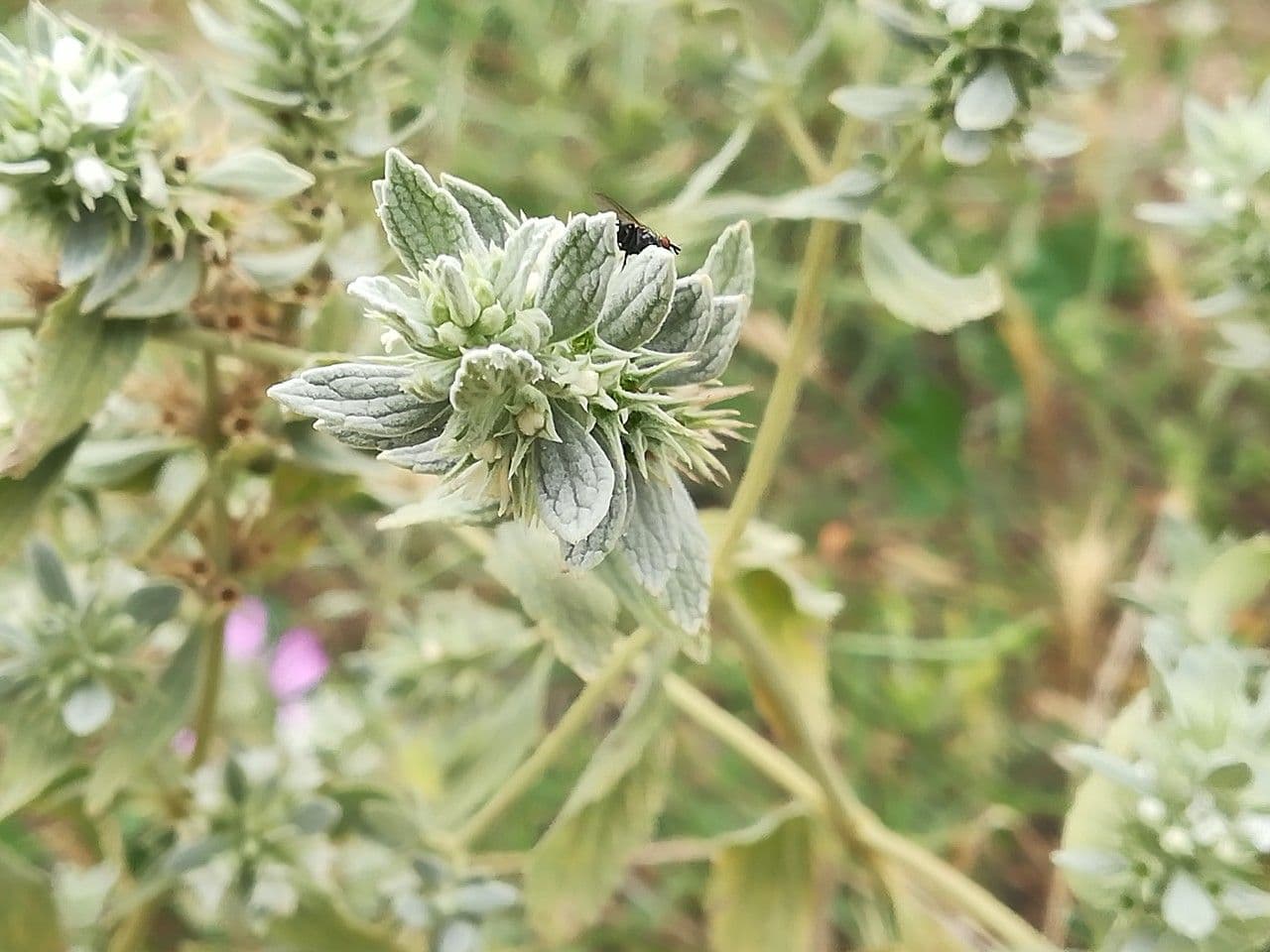 Marrubio grigio 4