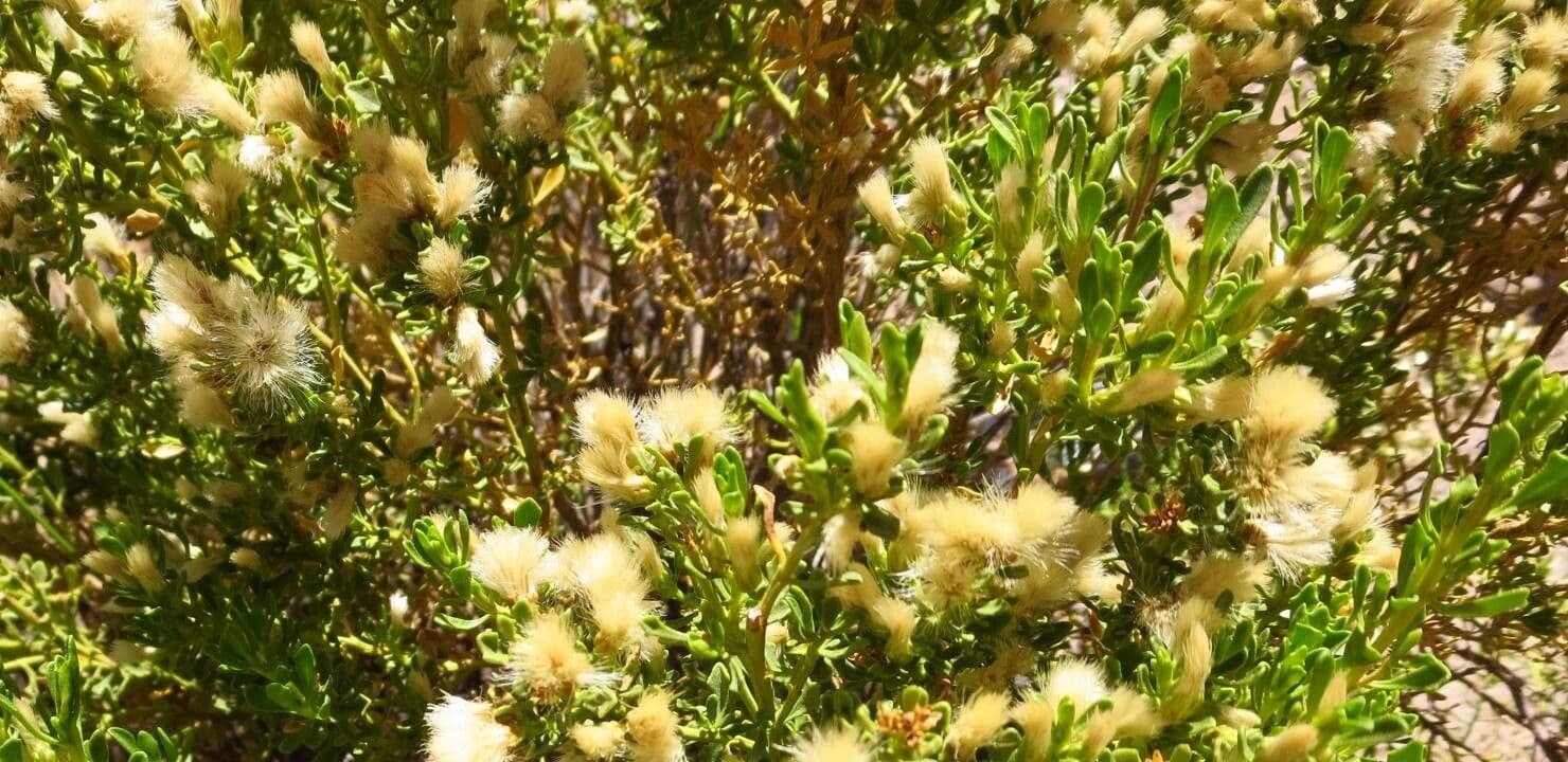 Bacharis 5