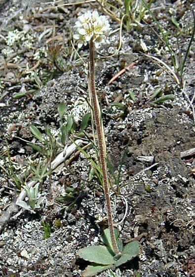 Saxifraga romboidale 8