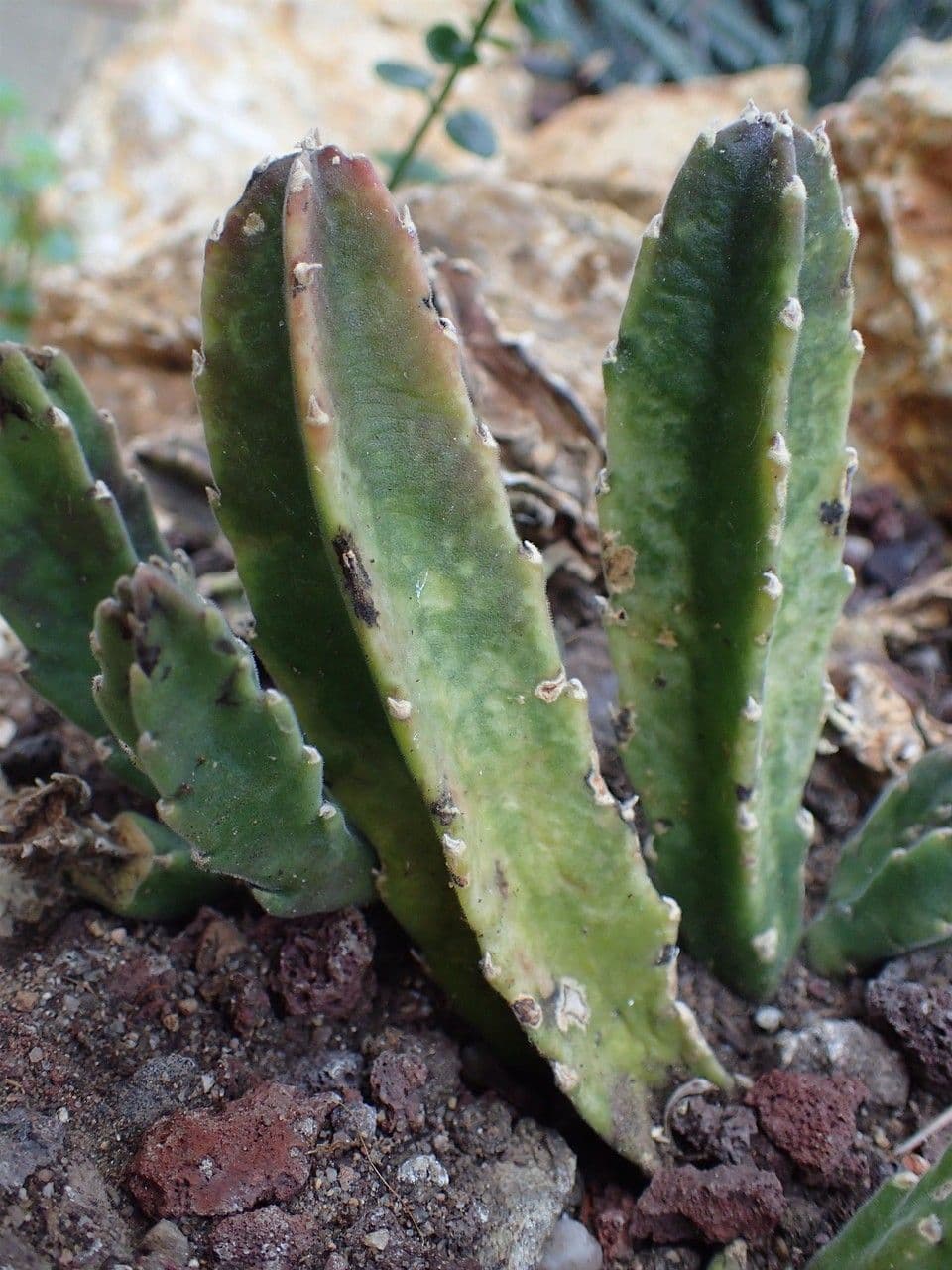 Stapelia gigantea 17