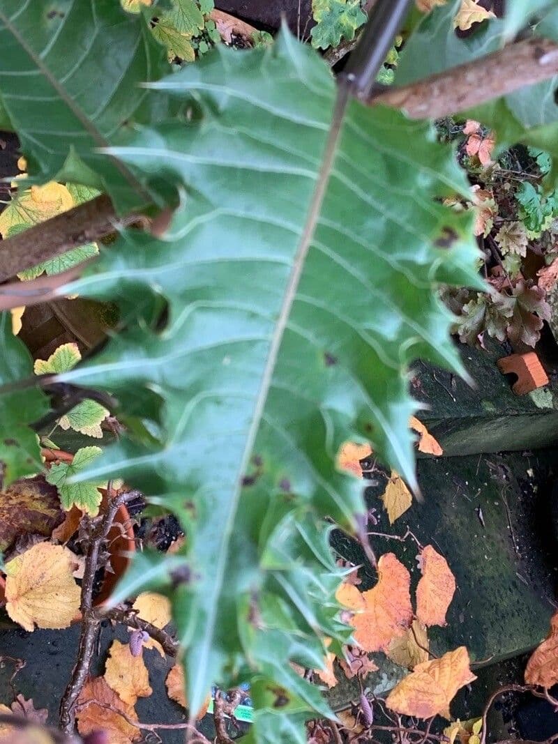 Acanto 3