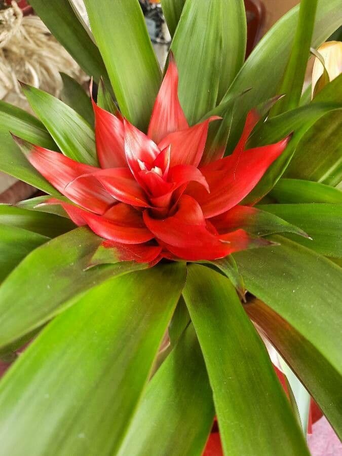 Guzmania lingulata 5