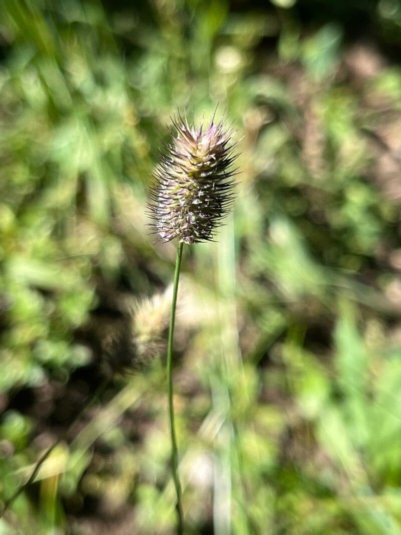 Codolina alpina 18