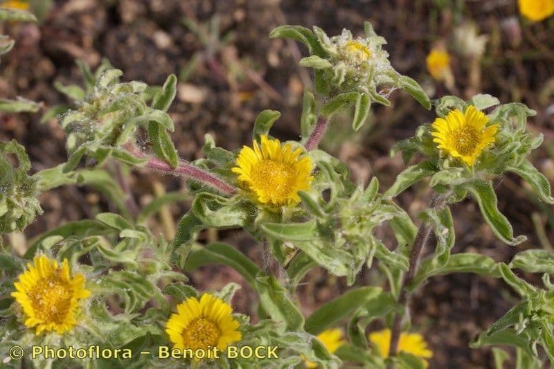 Asteriscus acquatico 17