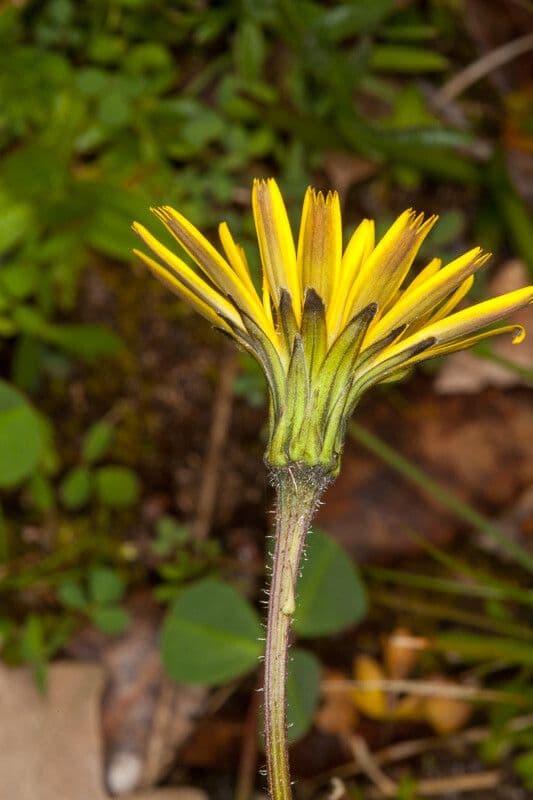 Leontodon tuberoso 21