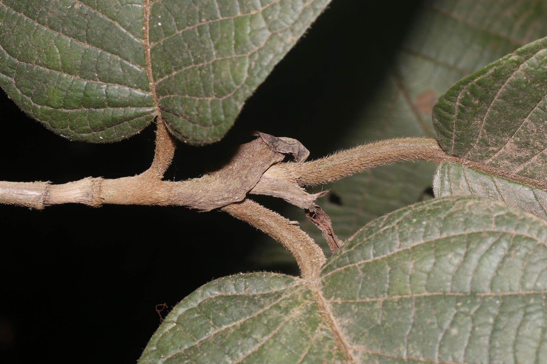 Coccoloba 7