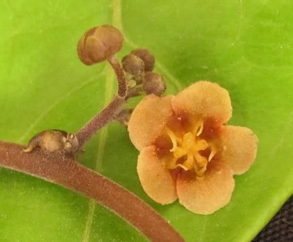 Fevillea cordifolia 7