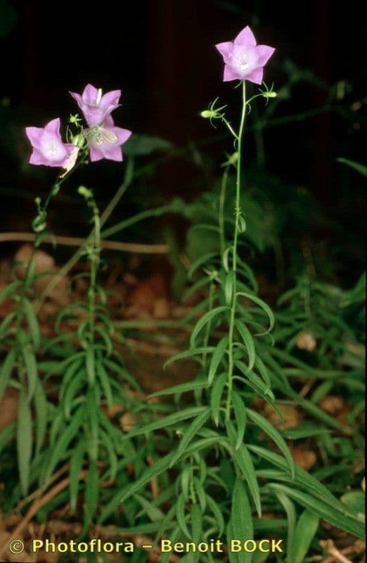 Baumgartens Glockenblume 13