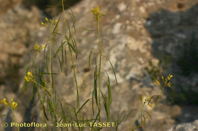 Diplotaxis harra 9