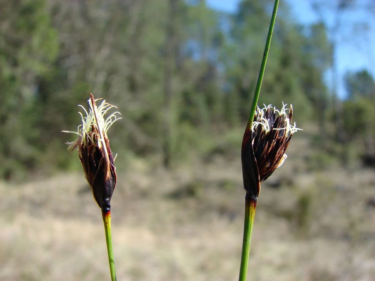 Giunco nero 6
