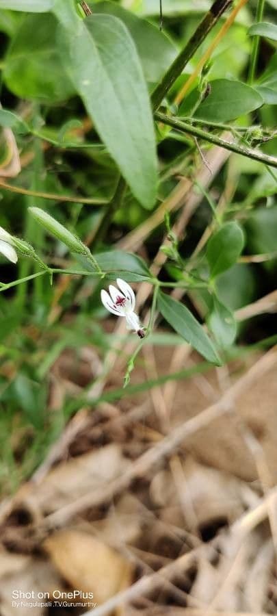 Andrographis paniculata 9