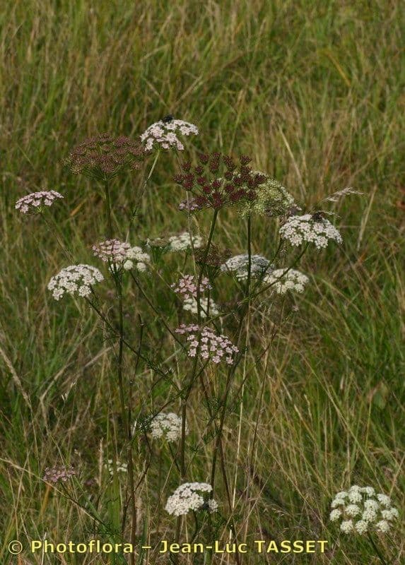 Seseli annuum 12
