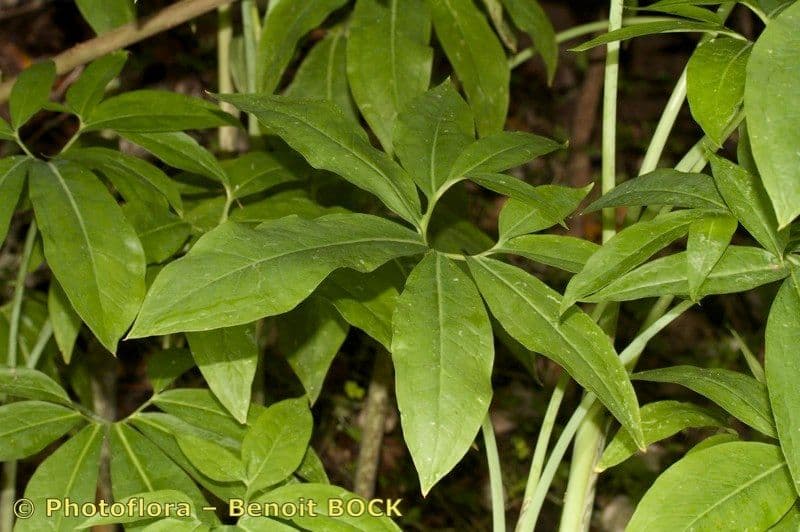 Arum dragon 21