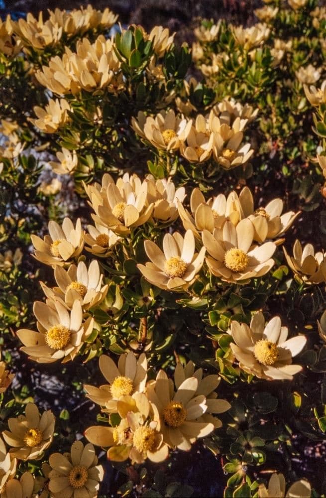 Leucadendron 4