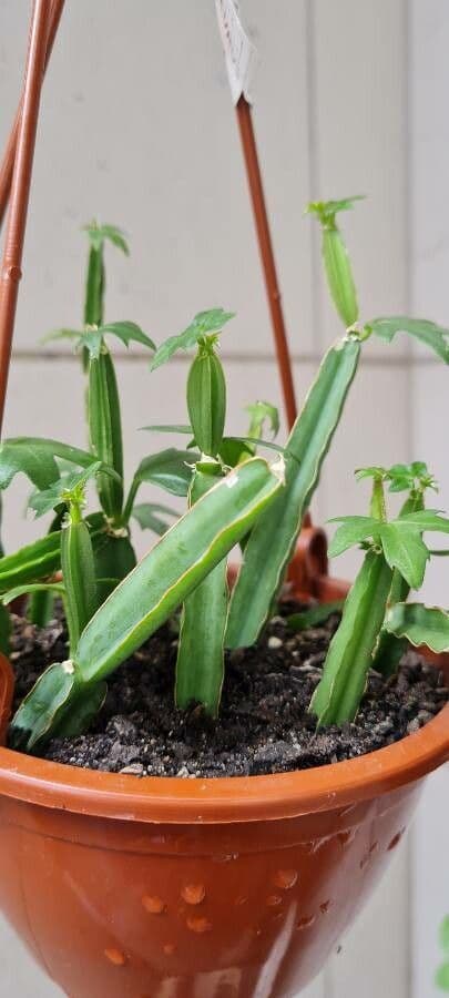 Cissus 5
