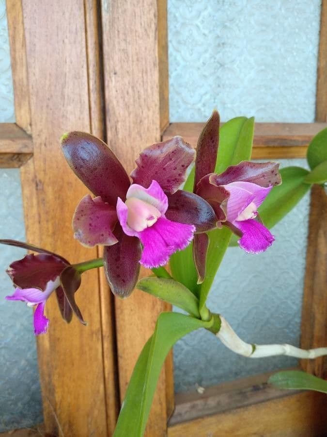 Cattleya