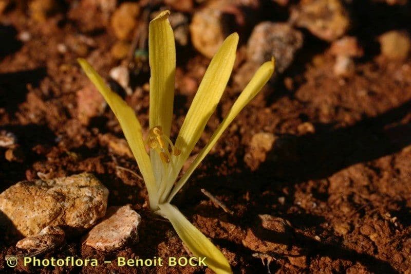 Sternbergia colchiciflora 8