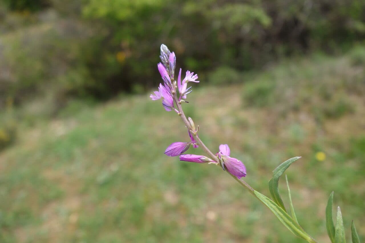 Polygala de Nice 3