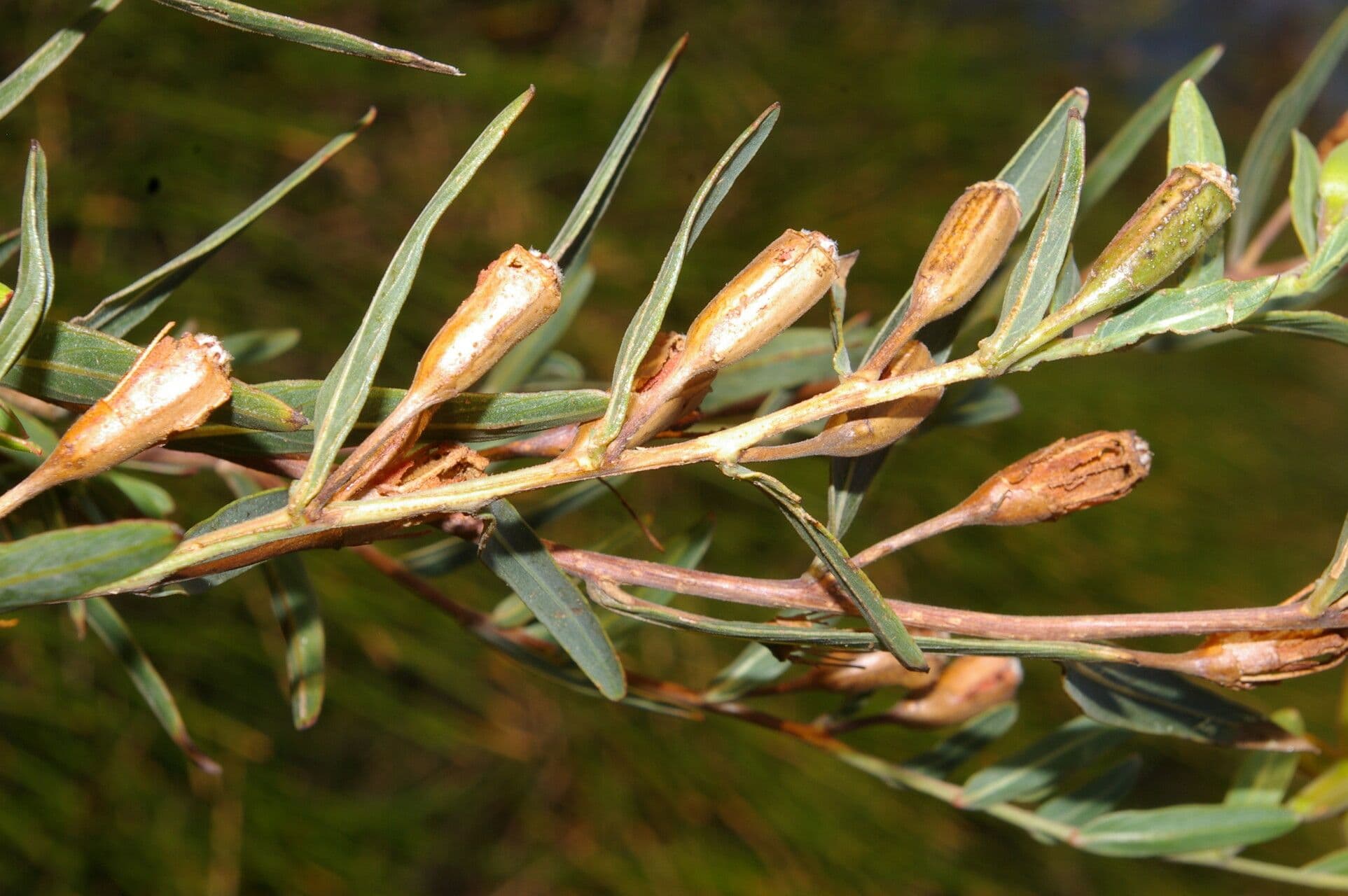 Ludwigia 2
