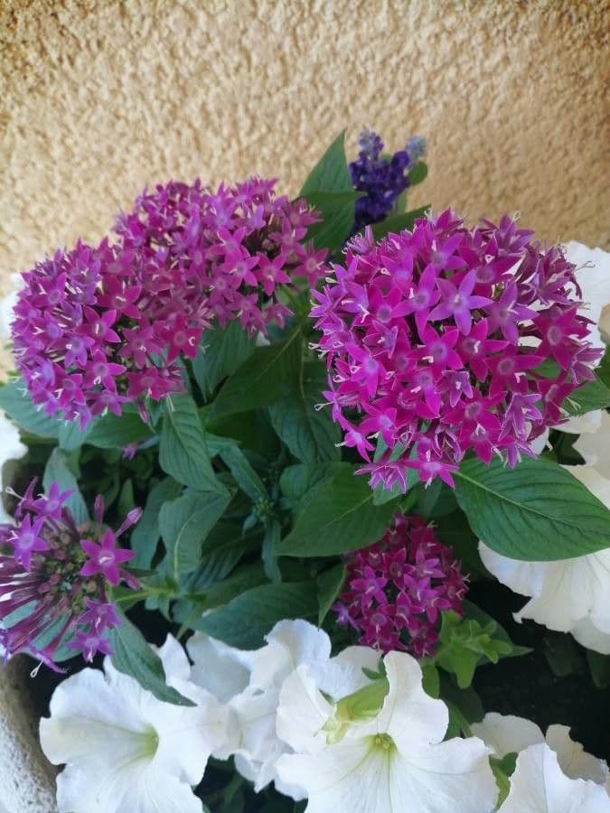 Pentas 3