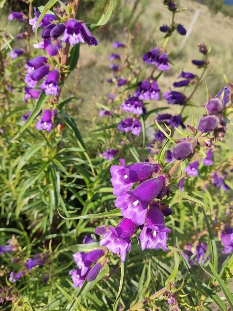 Penstemon
