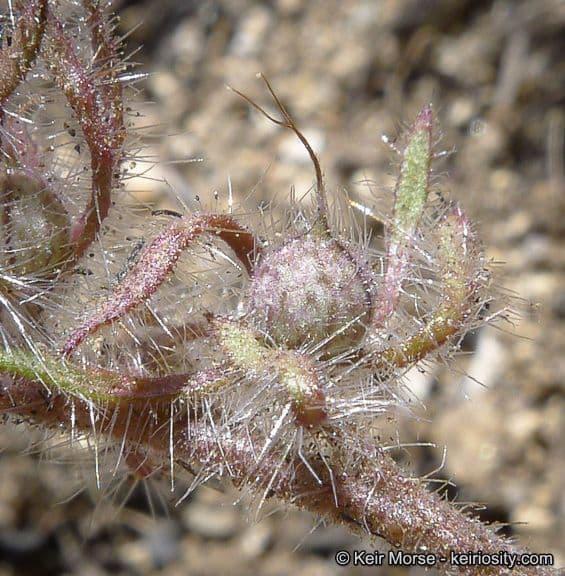 Fascelia