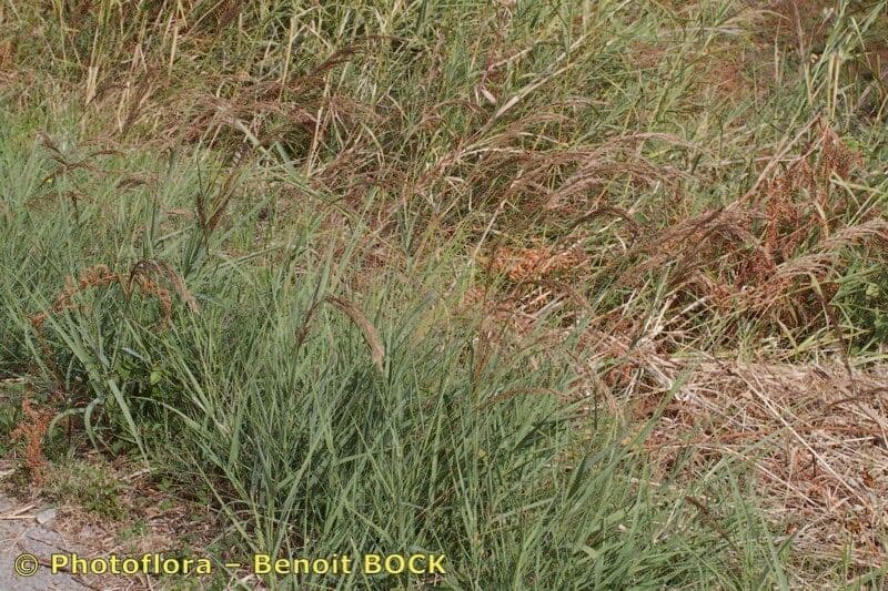 Arundo 2