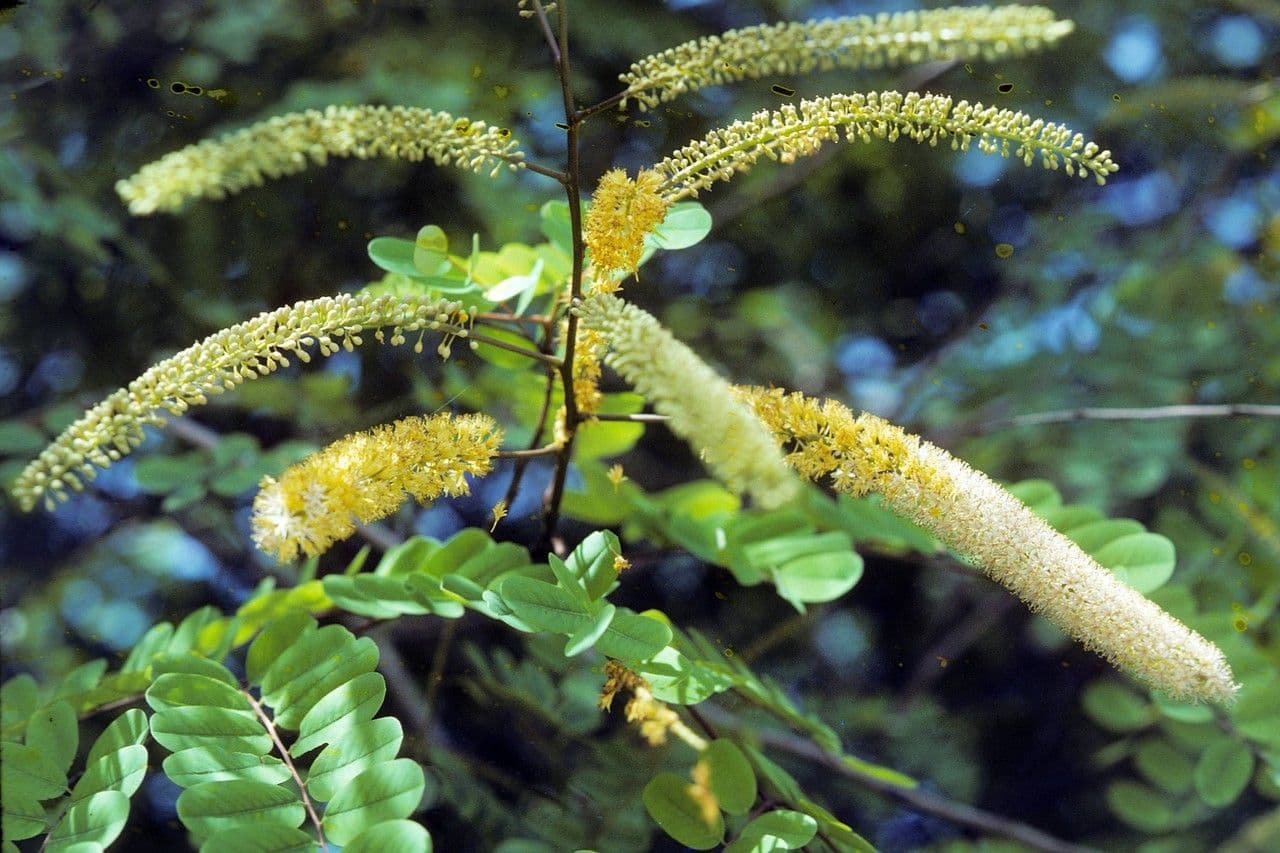 Korallenbaum 13