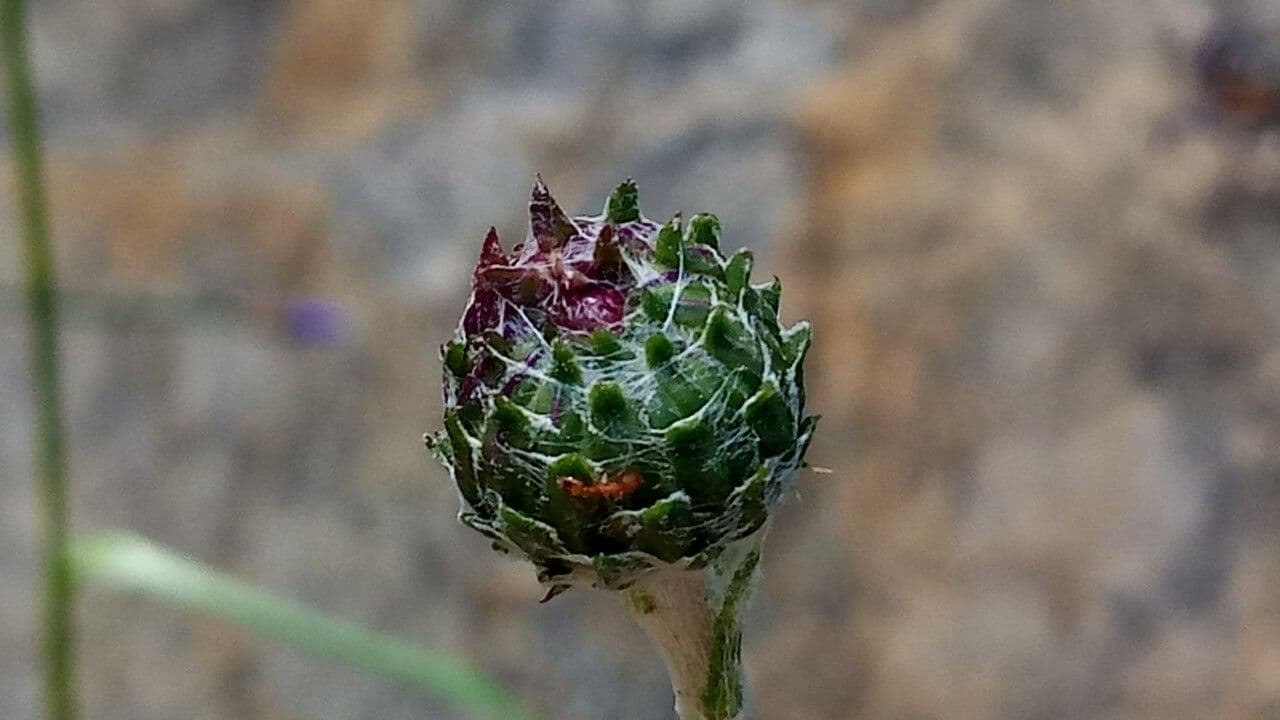 Knollen-Distel 30