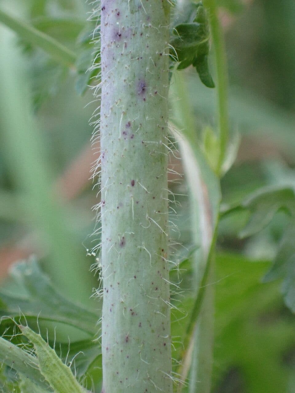 Malva moscata 21