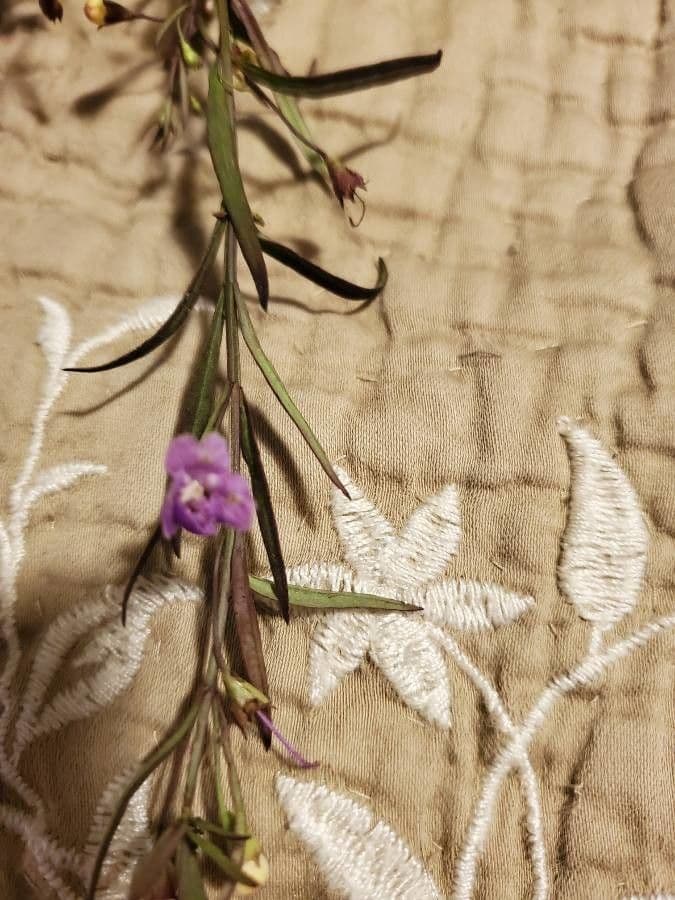 Schmalblättriges Gauklerblümchen 11